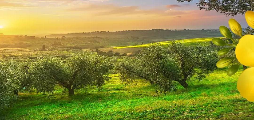 Canola-Olive Oil Blend