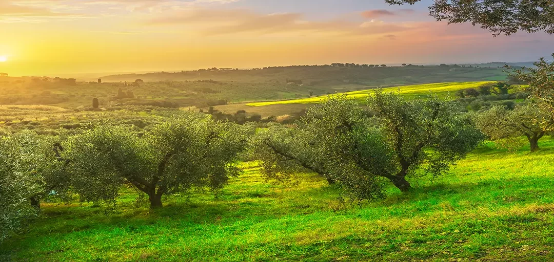 Cirio Extra Virgin Olive Oil